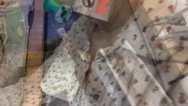 Tinning in the Flat смотреть онлайн