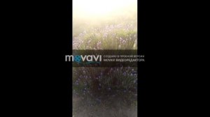 Крым ЛАВАНДОВЫЕ поля. Тургеневка. Прованс. Крым отдых 2020.Свиньи как бизнес.лаванда посадка и уход