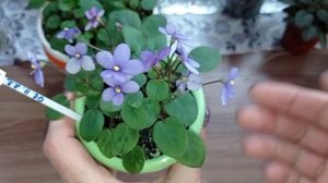 Фиалки трейлеры без особых хлопот.