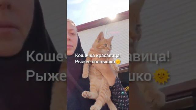 Солнечный Маленький Рыжий Котёнок Ищет Дом. Кошки Задонского монастыря.