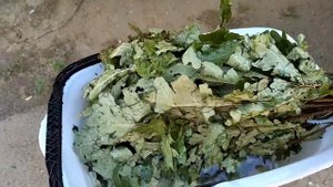 Как правильно запаривать веник