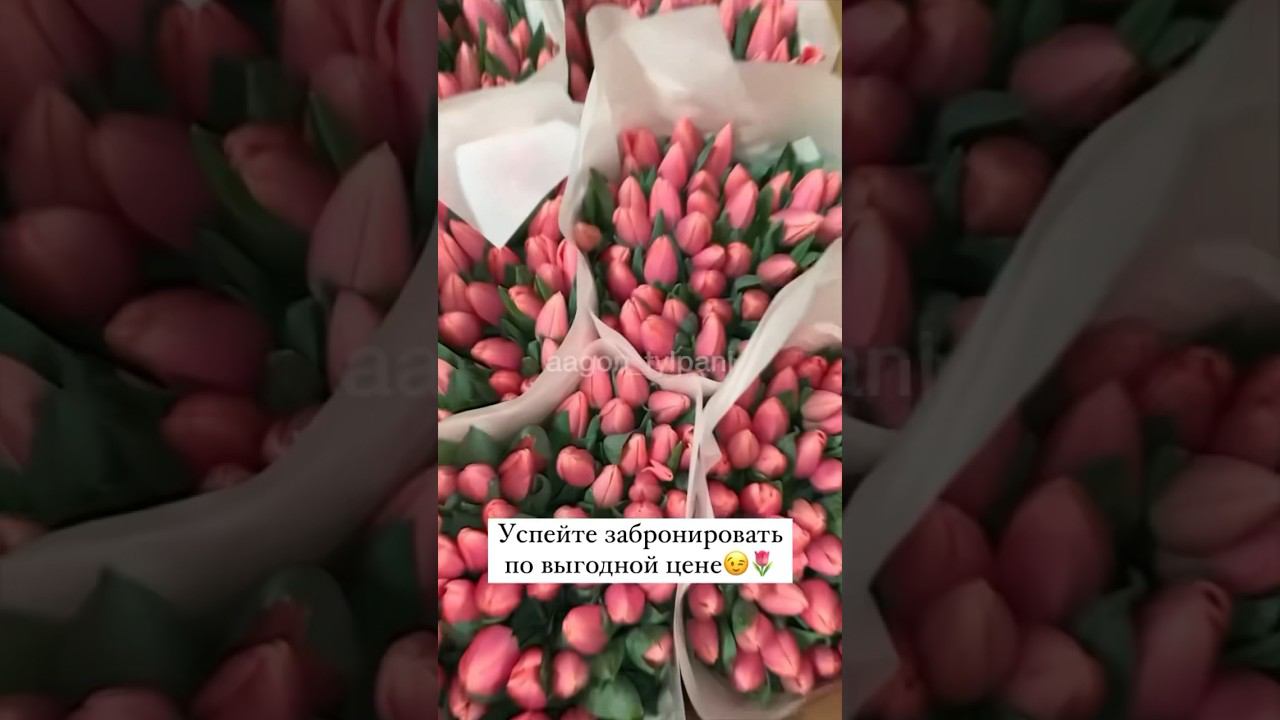 Для получения прайса + в комментарии! #тюльпаны #тюльпаныоптом #выгонкатюльпанов