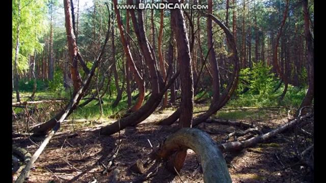 Кривой лес,так было задуманно смотреть онлайн