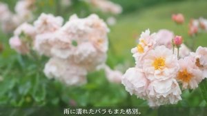 《風のガーデン》450種の草花が季節ごとに咲き誇る美しい庭＊オールドローズも花盛り《ガーデニング》