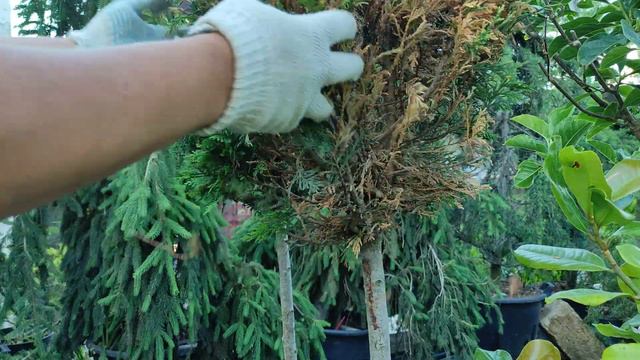 будем восстанавливать кипарисовик . смотреть онлайн