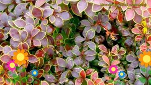 Барбарис тунберга Золотое кольцо (голден ринг). Краткий обзор berberis thunbergii Golden Ring