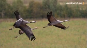 Журавль. Энциклопедия для детей про животных. Реки и Озера