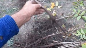 ГРЕЦКИЙ ОРЕХ ВЕЛИКАН. Ядро Великана. Начало посадки и отправки саженцев.