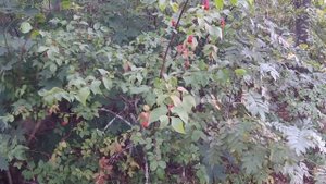 Сплав по реке Гусь. 2 часть