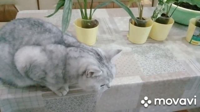 КОМНАТНЫЕ ЦВЕТЫ. ПЕРЕСАЖИВАЮ СПАТИФИЛЛУМ СИЛЬВЕР КУПИДО, СИНГОНИУМЫ. НЕМНОЖКО РАССТРОЕНА.