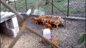 ФОКСИ ЧИК. ЦЫПЛЯТАМ ПОЛТОРА МЕСЯЦА.  Содержание в вольере