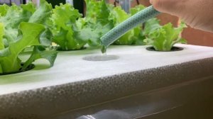 Recirculating DWC on my Vertical Hydroponic Garden