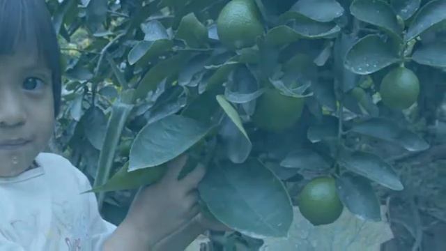 WEE BOX video 2009 смотреть онлайн