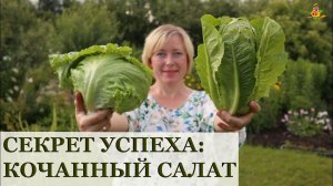 СЕКРЕТ кочанного салата / Сравню сорта Перис Айленд,  Великие озёра и Тарзан