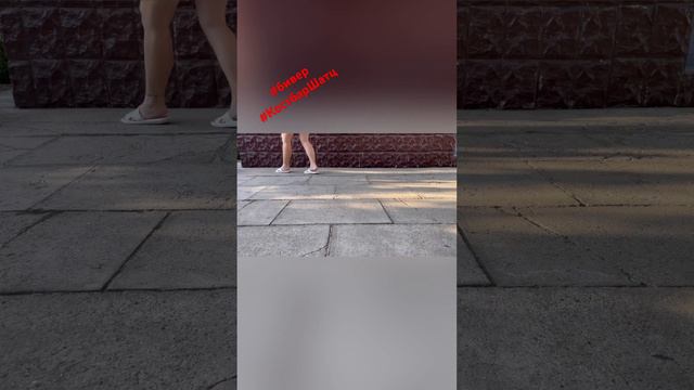 Бивер девочка Костбар Шатц Легенда 5 месяцев бивер биверщенки puppy купитьбивера dog doglover