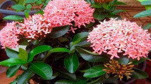 Иксора цветок — описание растения, посадка и уход