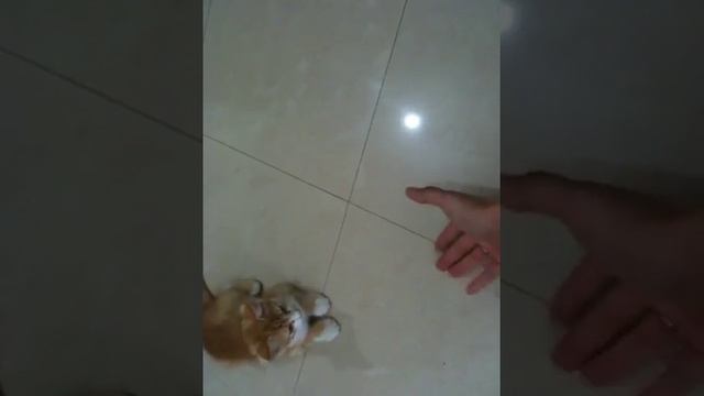 Rijiy bakser смотреть онлайн