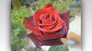 Barkarole Rose Tantau