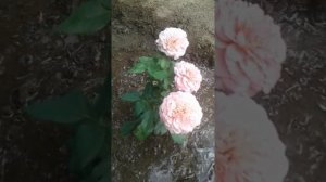 Японская роза Мияби Ча
