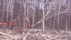 Заготовка леса .Харвестером