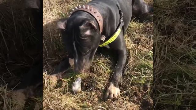 ?мышь ? ?? смотреть онлайн