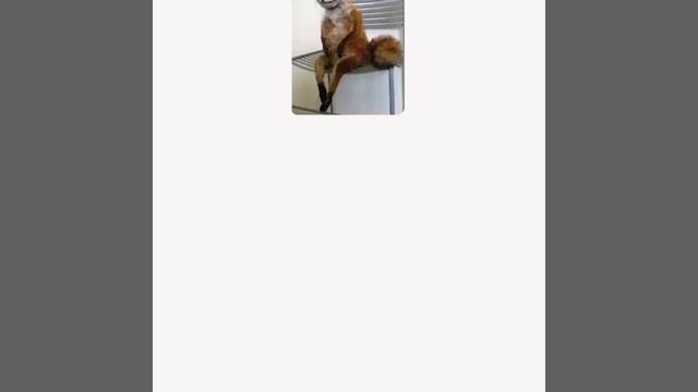 Dígalo Con Memes - Reglas del juego. смотреть онлайн