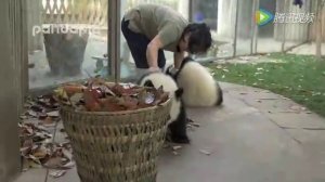 Chengdu gigant panda reservation