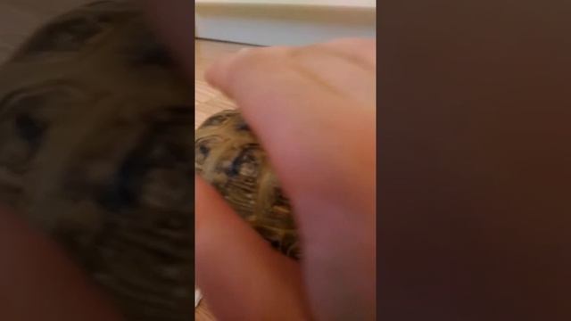 Минусы и плюсы среднеазиатской черепахи