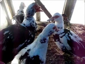 Наше чудо Птичий двор