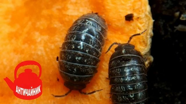 Кормовая культура. Мокрицы Доступно и легко!