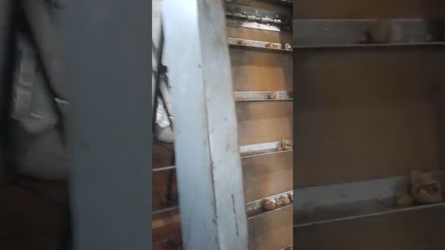 Линия по расколу, переработке грецкого ореха смотреть онлайн