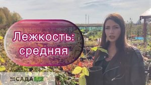 обзор на Ежевику Сорт Дарроу