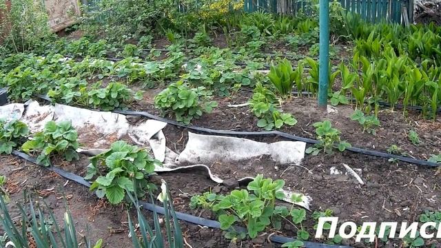 Шесть вариантов применения геотекстиля на даче. смотреть онлайн