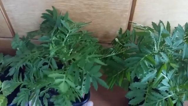 Цветочная рассада подросла/бархатцы и китайская астра/04.05.2022г смотреть онлайн