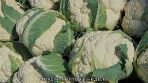 Посадка цветной капусты в открытый грунт