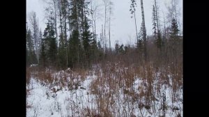 Охота. Охота на лося с лайкой 2020. Собака нашла лосей.