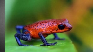 10 самых опасных животных в мире