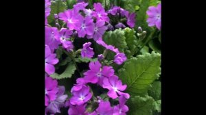 Сеянцы примулы Зибольда( Primula sieboldii).Цветение примулы у меня в саду видео