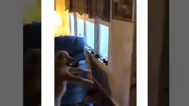 Гарри Поттер: Собачья версия смотреть онлайн