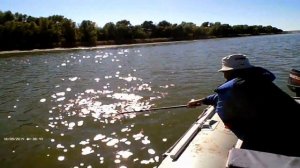 ЛОВЛЯ САЗАНА НА ДОНУ