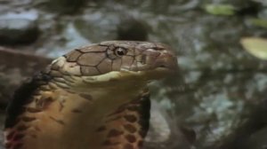 Eyes Open Level 3 Video 6 1 Creepy creatures