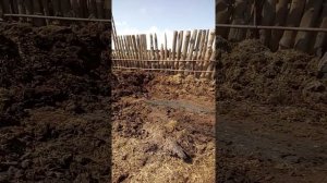 Погрузка навоза на ЮМЗ 6АКЛ