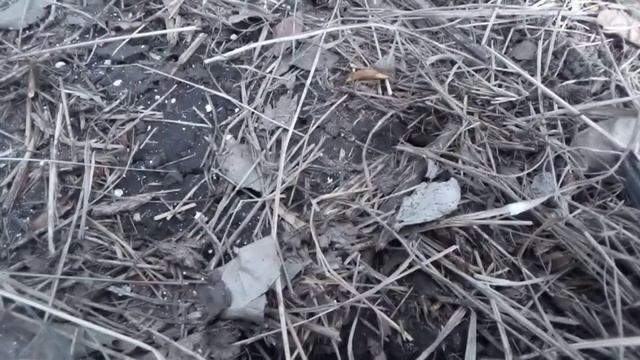 землеройка в норку