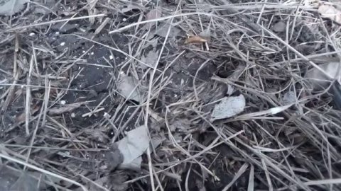 землеройка в норку