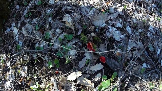 саркосцифа и сморчковая шапочка за ст. Убинской смотреть онлайн