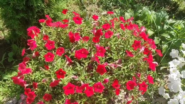 ?Стричь или нет???Пышная петуния!!!Важные условия!!! ? смотреть онлайн