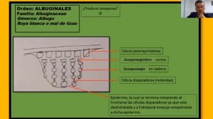 PSEUDOHONGOS (OOMYCOTA FITOPATOGENOS) (Parte 4)