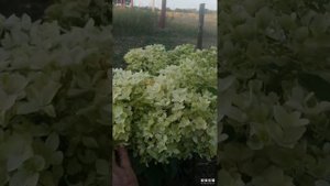 Метельчатая гортензия Дентель де Горон