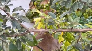 МАЛЕНЬКИЙ ЛЬВЕНОК мило мяукает❤️ Львица не успевает собирать малышей. Тайган