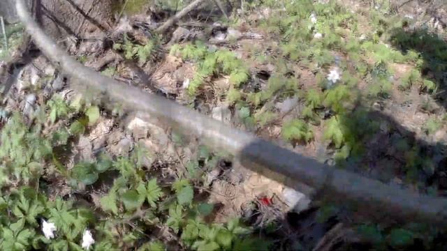 Саркосцифа алая. Весенние грибы . смотреть онлайн